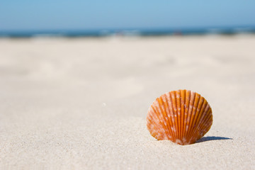 shell on the beach