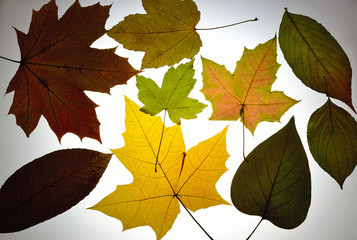 different colour leaves collect at autumn