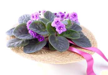 Purple Saintpaulia Standing in the Straw Hat