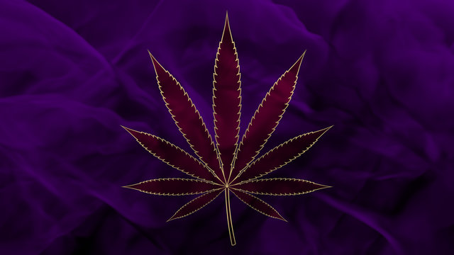 Cannabis Sativa  - Pink & Purple