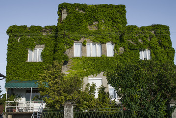 Facade covered in creeper
