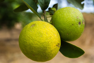 two unripe oranges