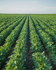 Soybean Rows on Field