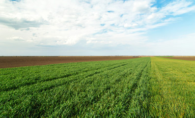 Fototapeta na wymiar Wheat field ripening at spring over blue sky