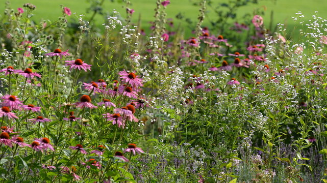 plantes m&eacute;dicinales