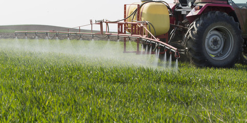 Fototapeta premium Tractor spraying wheat field with sprayer