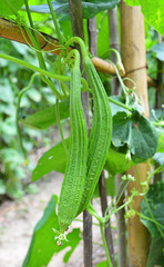 Young zucchini in the plant