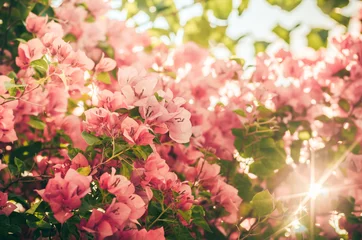 Fototapeten Papierblumen oder Bougainvillea vintage © sweetcrisis