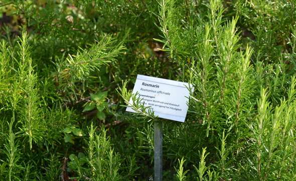 plantes m&eacute;dicinales
