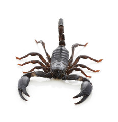 Scorpion of a white background.