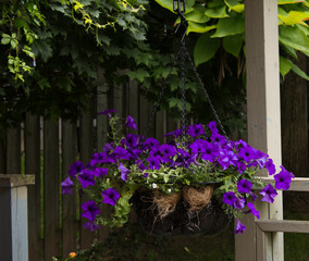 Hanging flower basket in backyard