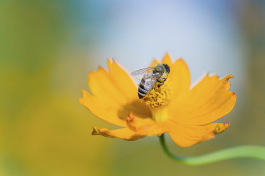 キバナコスモスと蜜蜂　ミツバチ