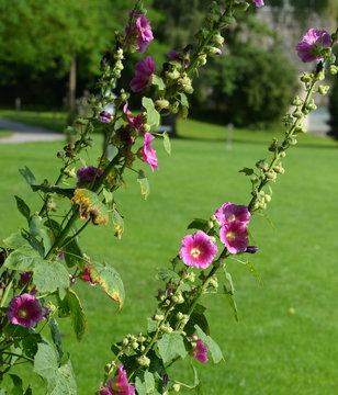 Rose tr&eacute;mi&egrave;re