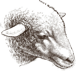 Obraz premium head of sheep