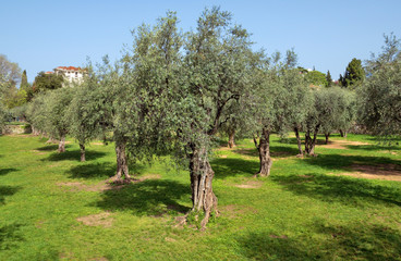 Olive trees at the garden near Cannes, France
