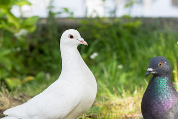 White dove