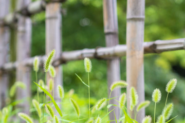 Bamboo fence and green bristlegrass