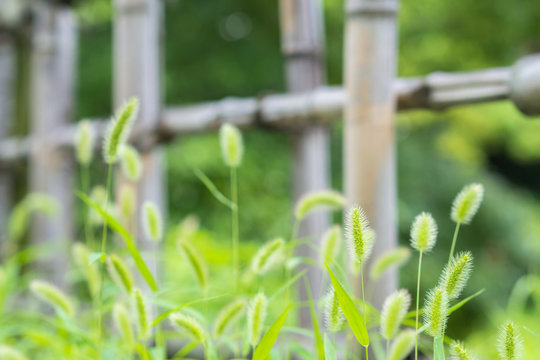Bamboo fence and green bristlegrass