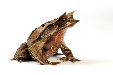 Zipfelkroetenfrosch - Megophrys nasuta