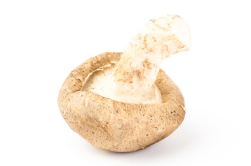 Fresh shitake mushroom