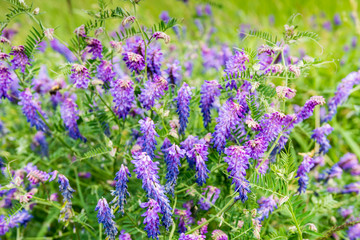 Flowering Cow Vetch from close
