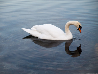 Obraz premium swan in the water