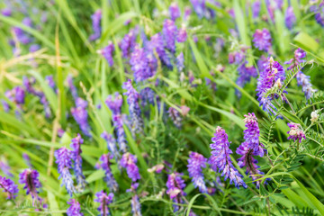 Flowering Cow Vetch from close