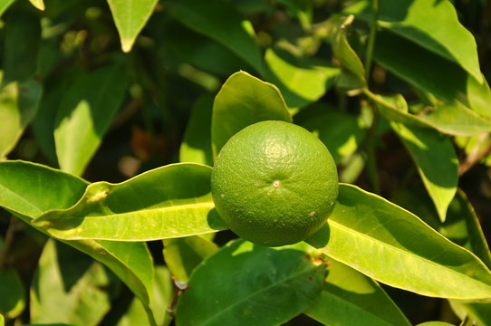 photo of unripe lemon fruit