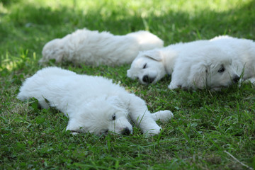 Amazing white puppies of Slovakian chuvach lying in the grass