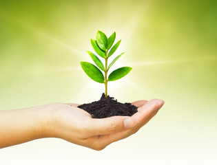 hand holding and caring a young green plant