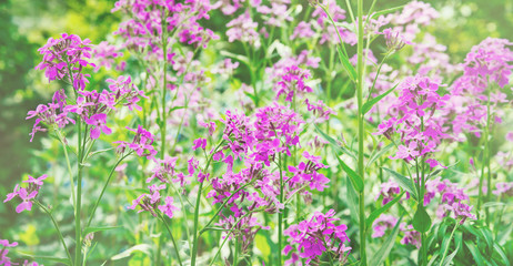 Obraz premium Shrub of willow-herb
