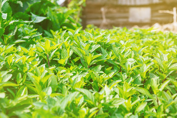 Fototapeta premium Shrub of mint herb