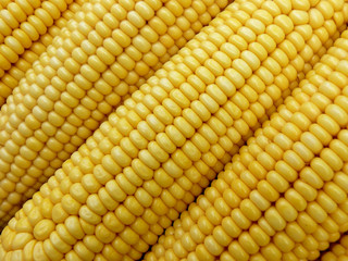 fresh harvested corn background
