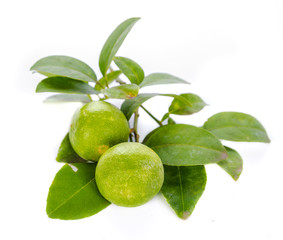 Isolated green lemon