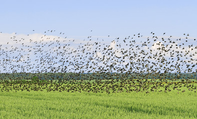 Flock of bird.