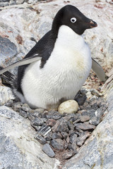 Fototapeta premium female Adelie penguin sitting on eggs in the nest among the rock