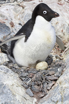 female Adelie penguin sitting on eggs in the nest among the rock