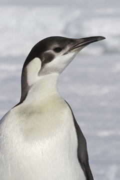 portrait of the emperor penguin that turned his head sunny winte