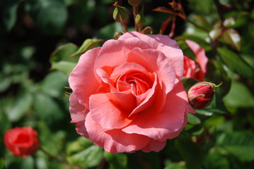 Roseraie - Rose