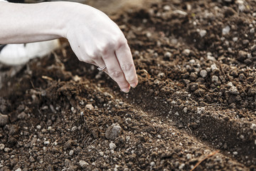 woman hand sowing seed