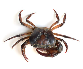 crab isolated on white background