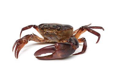 crab isolated on white background