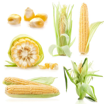 Collections of Fresh raw corn cobs isolated on white