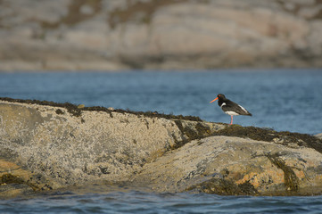 Oyster Catcher