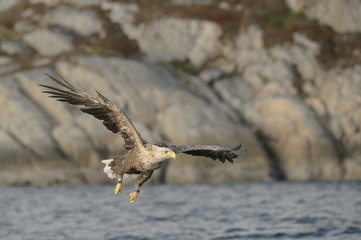 White-tailed Eagle