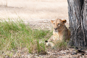 african lion lying lazy under a tree enjoying the sunny day