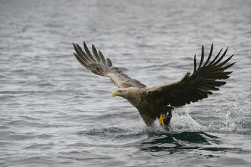 Eagle Catching Prey