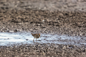 Wood Sandpiper