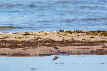 Common ringed plover
