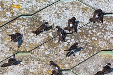 House martins on the roof